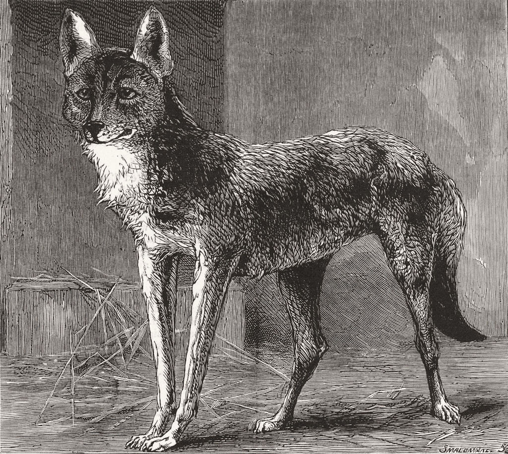 ESSEX. Prairie wolf, caught in Epping Forest zoo 1884 old antique print